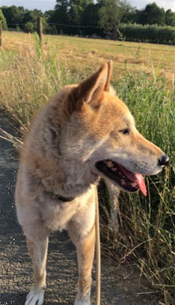 Grote foto lieve shiba inu zoekt nieuw baasje overlijden dieren en toebehoren overige honden