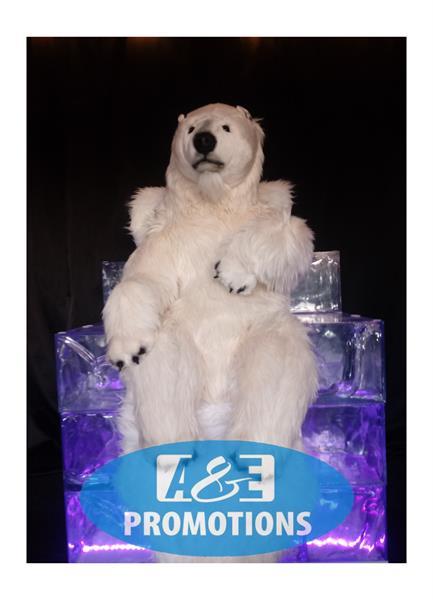 Grote foto ijsmuur huren gent brugge ijsbeer verhuur diensten en vakmensen entertainment