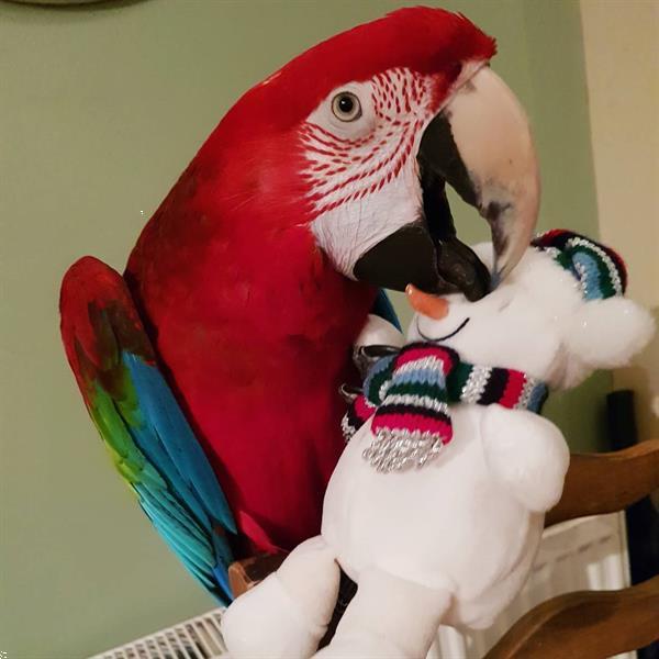 Grote foto harlequin ara papegaai met kooi dieren en toebehoren parkieten en papegaaien