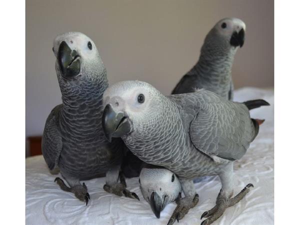 Grote foto afrikaanse grijze papegaaien te koop dieren en toebehoren toebehoren
