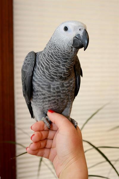 Grote foto aanhankelijk paar afrikaanse grijze papegaaien dieren en toebehoren parkieten en papegaaien