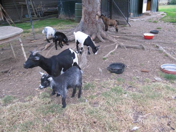 Grote foto twee jonge geitebokjes dieren en toebehoren schapen geiten en varkens