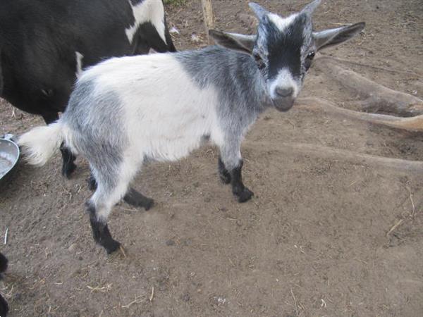 Grote foto twee jonge geitebokjes dieren en toebehoren schapen geiten en varkens