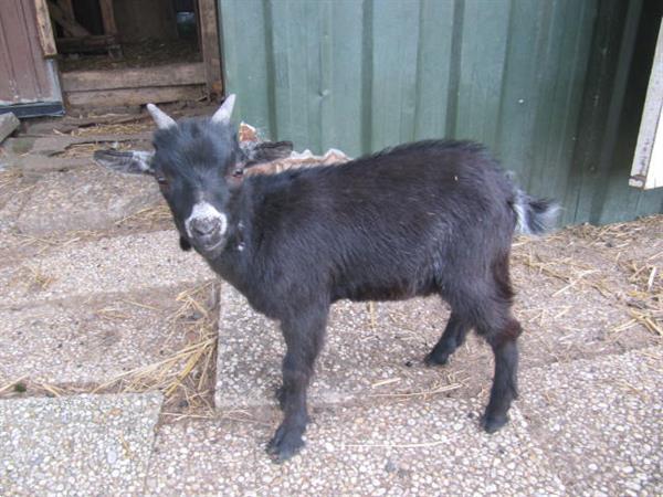 Grote foto twee jonge geitebokjes dieren en toebehoren schapen geiten en varkens