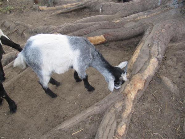 Grote foto twee jonge geitebokjes dieren en toebehoren schapen geiten en varkens