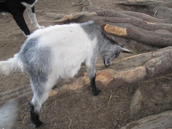 Grote foto twee jonge geitebokjes dieren en toebehoren schapen geiten en varkens