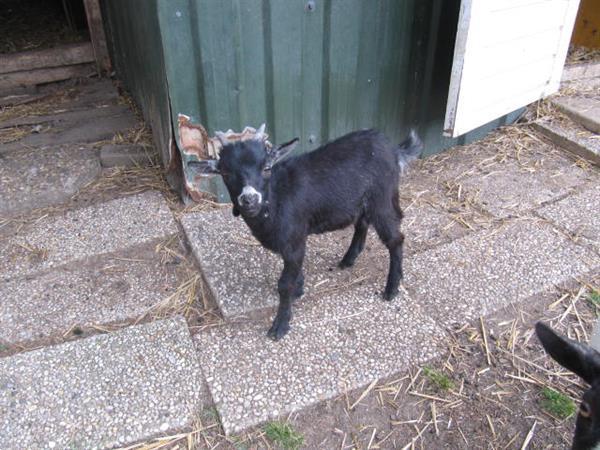 Grote foto twee jonge geitebokjes dieren en toebehoren schapen geiten en varkens