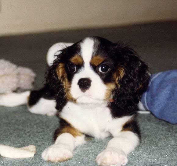 Grote foto lieve cavalier king charles pups. dieren en toebehoren retrievers spani ls en waterhonden