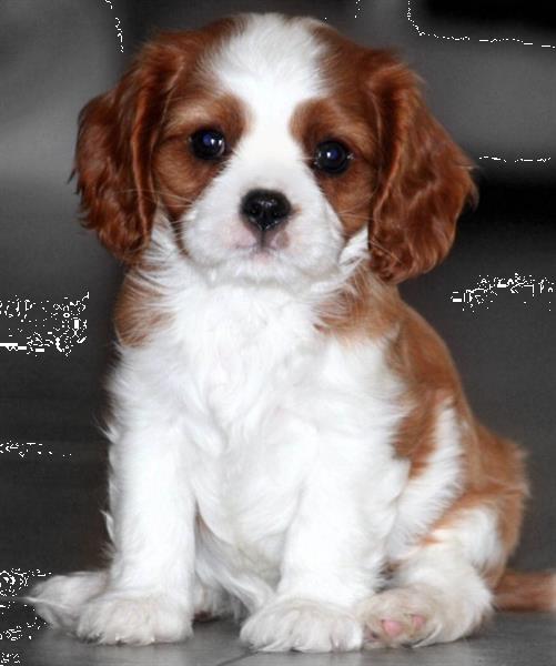 Grote foto lieve cavalier king charles pups. dieren en toebehoren retrievers spani ls en waterhonden