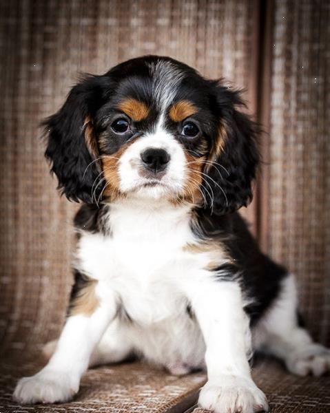 Grote foto lieve cavalier king charles pups. dieren en toebehoren retrievers spani ls en waterhonden