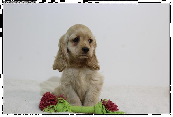 Grote foto amerikaanse cocker pups dieren en toebehoren retrievers spani ls en waterhonden