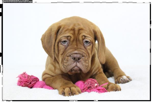 Grote foto bordeaux dog pups dieren en toebehoren bulldogs pinschers en molossers