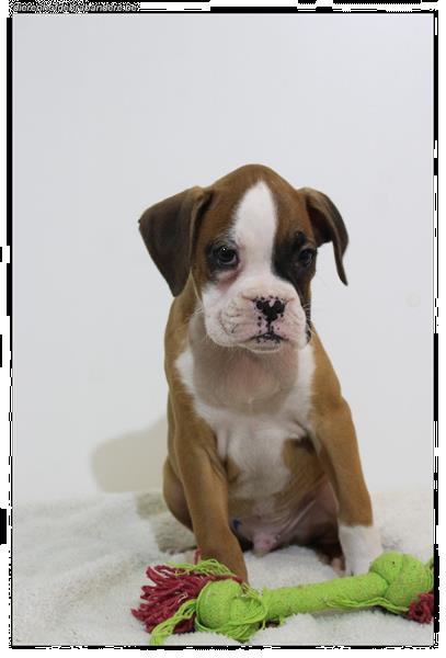 Grote foto boxer pups dieren en toebehoren bulldogs pinschers en molossers