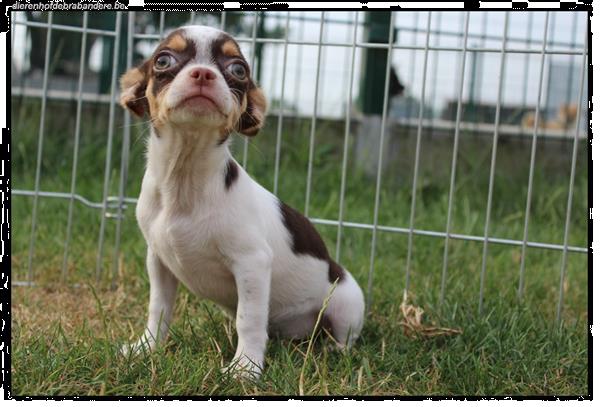 Grote foto mini chihuahua pups dieren en toebehoren chihuahua en gezelschapshonden