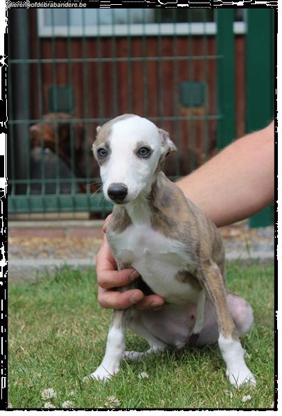 Grote foto italiaanse windhond pups dieren en toebehoren windhonden