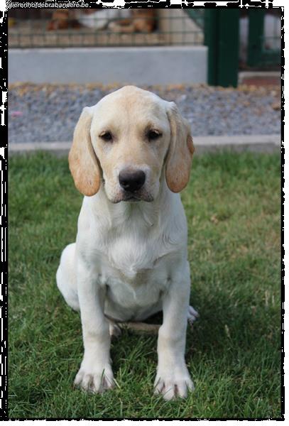 Hechting argument vitamine Kruising Labrador Retriever Pups Kopen | Niet-Rashonden