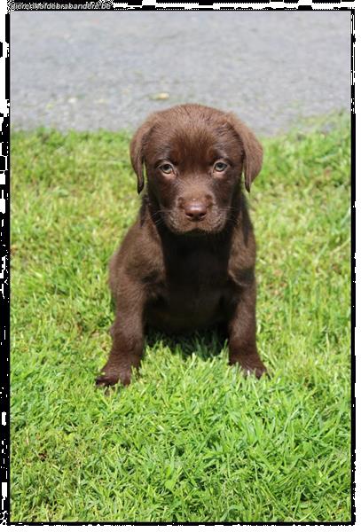 Grote foto labrador retriever pups kleur chocolat dieren en toebehoren retrievers spani ls en waterhonden