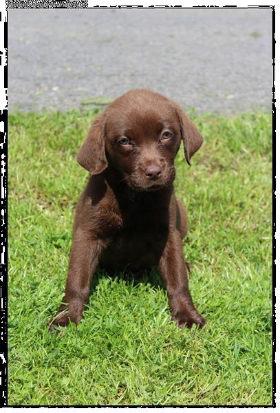 Grote foto labrador retriever pups kleur chocolat dieren en toebehoren retrievers spani ls en waterhonden