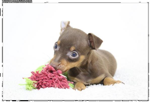 Grote foto pinscher pups kleur bleu merle chocolat en tan dieren en toebehoren bulldogs pinschers en molossers