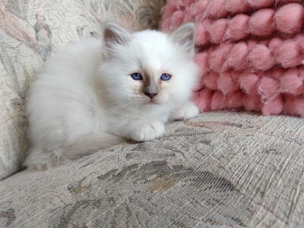 Grote foto heilige birmaan kittens. dieren en toebehoren raskatten langhaar