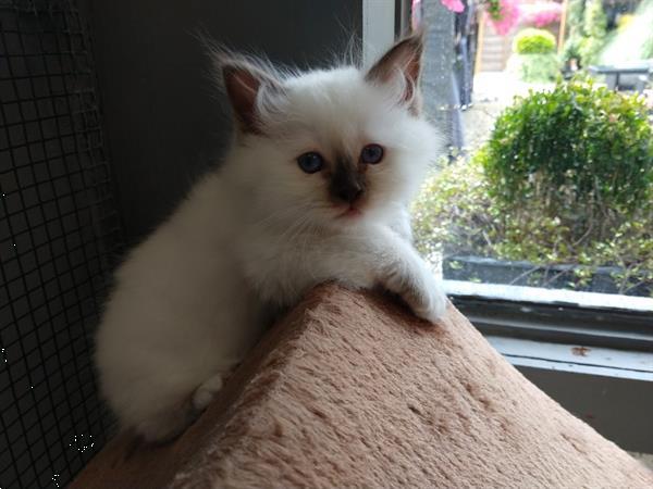 Grote foto heilige birmaan kittens. dieren en toebehoren raskatten langhaar