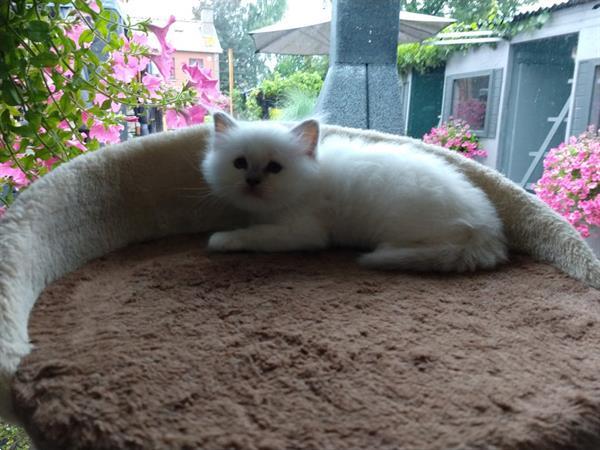 Grote foto heilige birmaan kittens. dieren en toebehoren raskatten langhaar