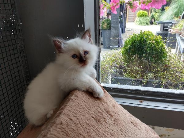 Grote foto heilige birmaan kittens. dieren en toebehoren raskatten langhaar