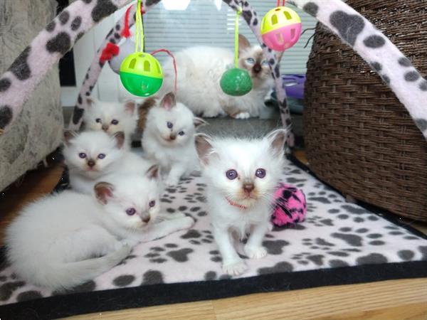 Grote foto heilige birmaan kittens. dieren en toebehoren raskatten langhaar