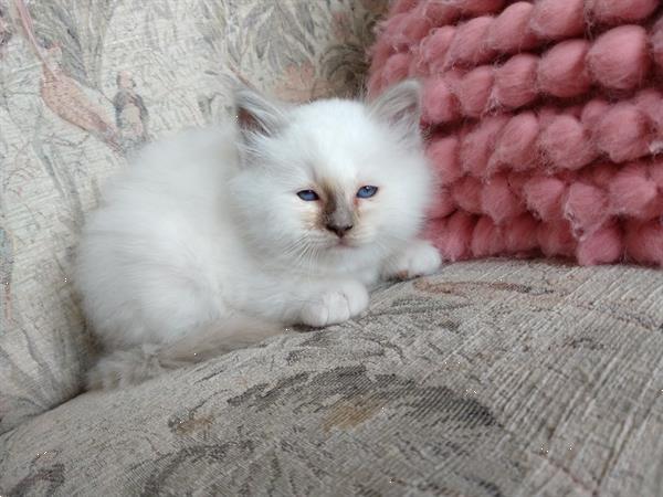 Grote foto heilige birmaan kittens. dieren en toebehoren raskatten langhaar