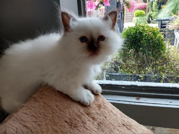 Grote foto heilige birmaan kittens. dieren en toebehoren raskatten langhaar
