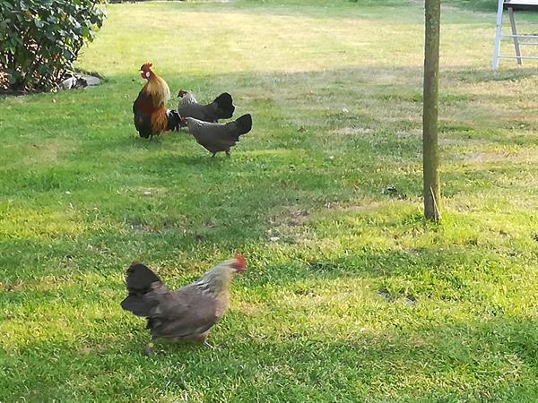 Grote foto antwerpse baardkriel kuiken dieren en toebehoren pluimvee