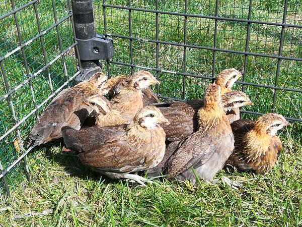 Grote foto antwerpse baardkriel kuiken dieren en toebehoren pluimvee