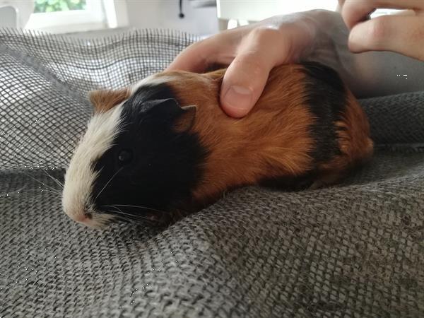 Grote foto cavia met vlekjes mannetje dieren en toebehoren knaagdieren