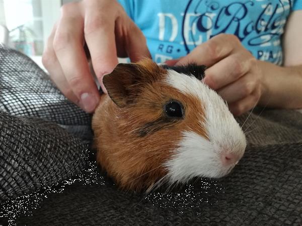 Grote foto cavia met vlekjes mannetje dieren en toebehoren knaagdieren