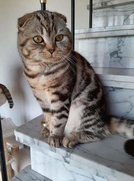 Grote foto scottish fold dekkater dieren en toebehoren dekkaters