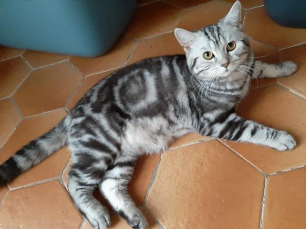 Grote foto scottish fold dekkater dieren en toebehoren dekkaters