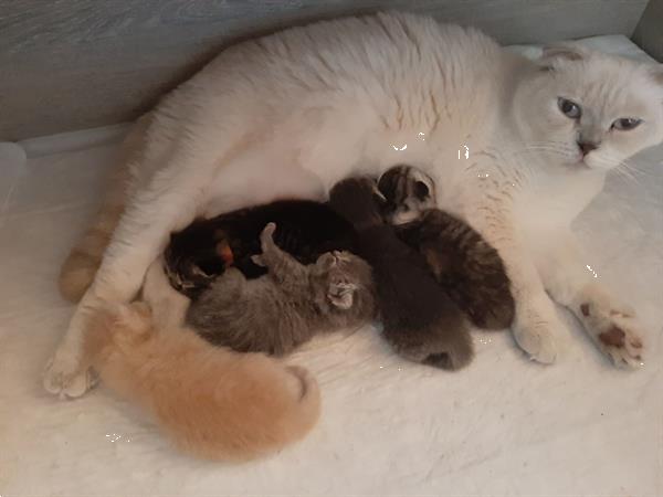 Grote foto scottish fold straight kittens dieren en toebehoren raskatten korthaar