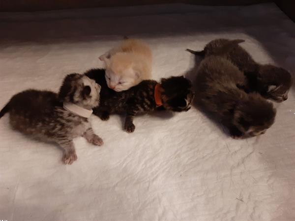 Grote foto scottish fold straight kittens dieren en toebehoren raskatten korthaar