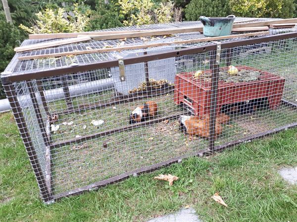 Grote foto cavia in meerdere kleuren dieren en toebehoren knaagdieren