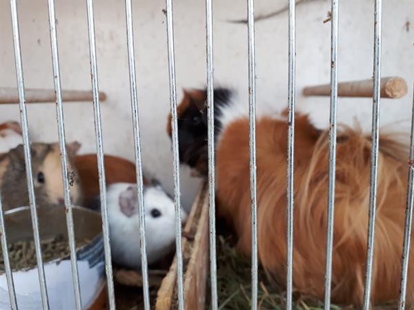 Grote foto cavia in meerdere kleuren dieren en toebehoren knaagdieren