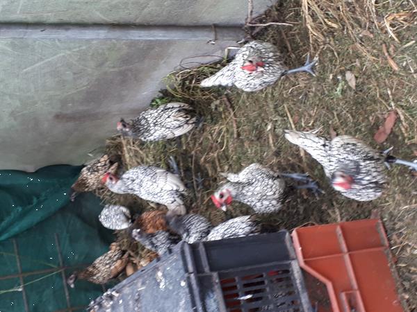 Grote foto sebright kippen in 3 kleuren dieren en toebehoren pluimvee toebehoren