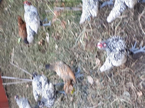 Grote foto sebright kippen in 3 kleuren dieren en toebehoren pluimvee toebehoren