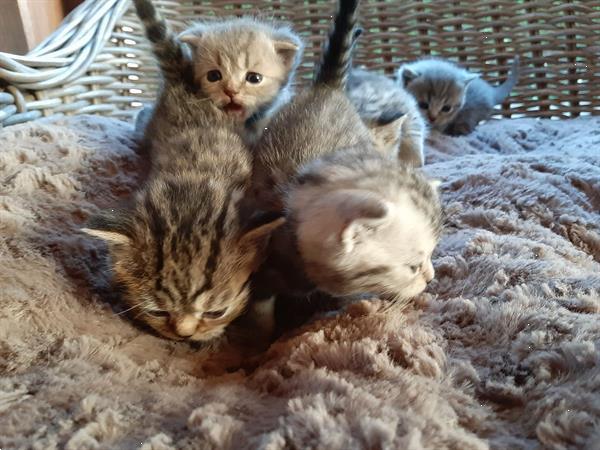Grote foto kittens scottish straight scottish fold dieren en toebehoren raskatten korthaar