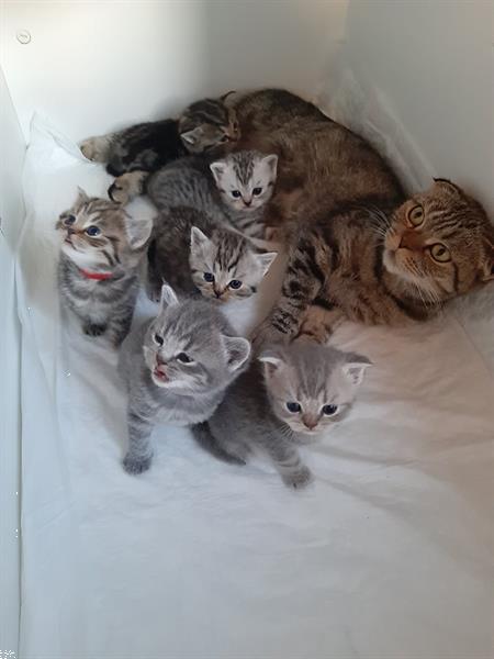 Grote foto kittens scottish straight scottish fold dieren en toebehoren raskatten korthaar