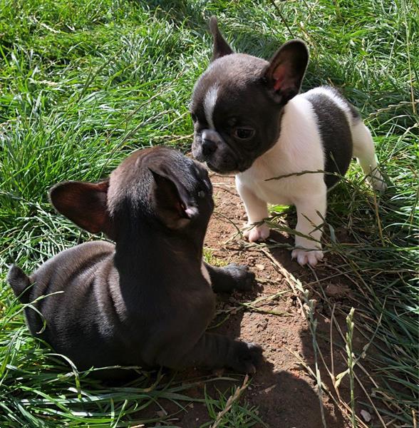Grote foto frenchis pups 2 teven 1 reu blauw bruine kleur dieren en toebehoren bulldogs pinschers en molossers