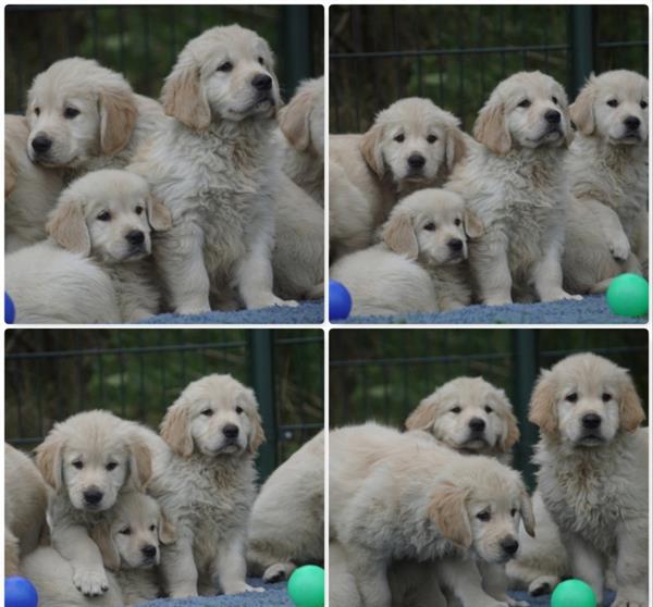 Grote foto golden retriever pups met stamboom. dieren en toebehoren retrievers spani ls en waterhonden