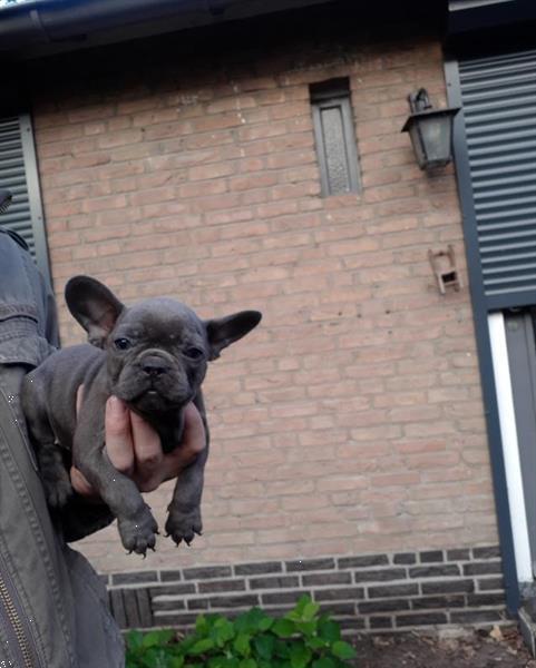 Grote foto franse bulldog pups mooie dieren en toebehoren bulldogs pinschers en molossers