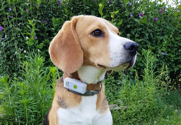 Grote foto gps tracker voor honden weenect dieren en toebehoren toebehoren