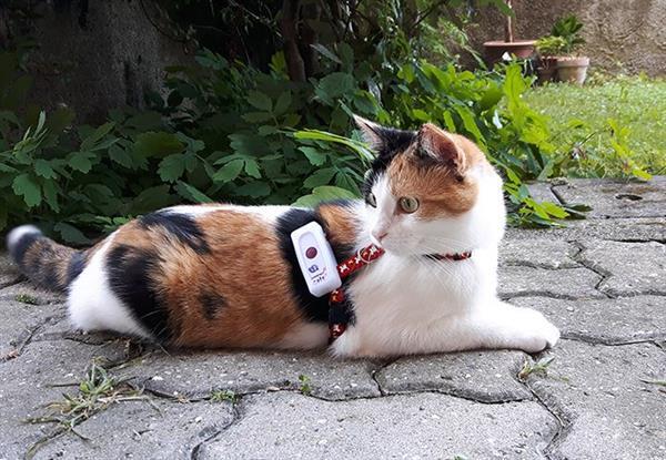 Grote foto gps tracker voor katten weenect dieren en toebehoren toebehoren