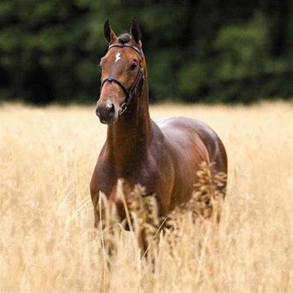 Grote foto houtkrullen 20 kg paardenstal 5 10 incl btw dieren en toebehoren overige toebehoren